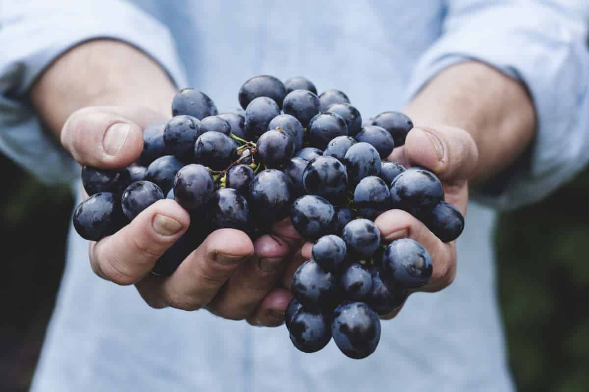 5 Best Anti-inflammatory supplements